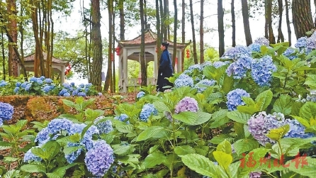 闽清省璜绣球花绚烂绽放 闽清省璜绣球花绚烂绽放
