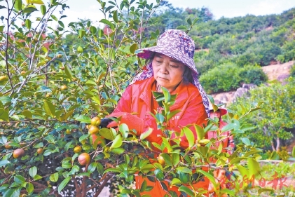 低产松林“换骨”记 低产松林“换骨”记